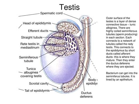 the thick whitish layer surrounding the testes is the|reproductive set2 Flashcards .